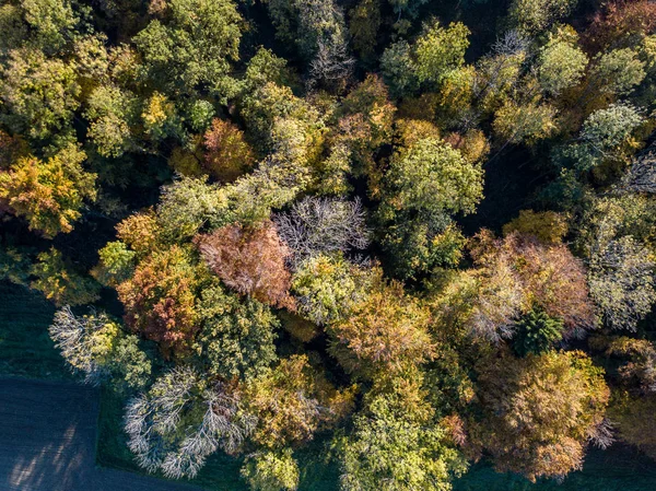 Widok Lotu Ptaka Drzew Żółty Jesienią — Zdjęcie stockowe