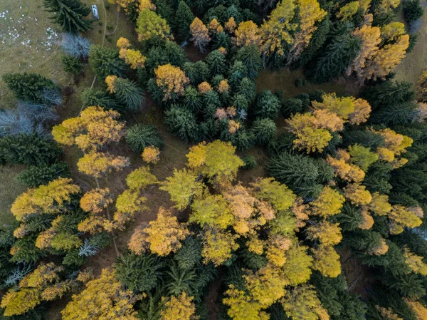 Widok Lotu Ptaka Drzew Żółty Jesienią — Zdjęcie stockowe