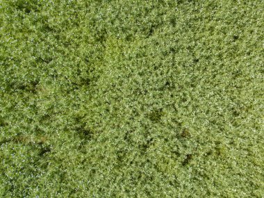 Baharda yeşil alanda hava manzarası