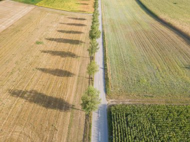 Ağaçlar boyunca yol manzarası