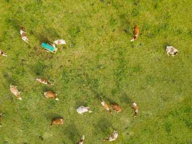 İsviçre 'deki yeşil çayır üzerindeki sığır sürüsünün havadan görünüşü