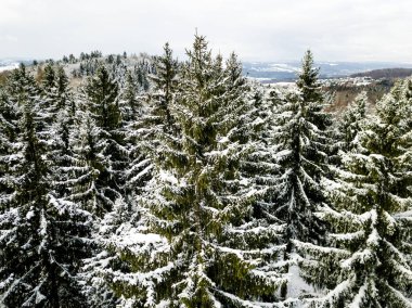 Kardaki köknar ağaçlarının hava manzarası kışı kaplamıştı.