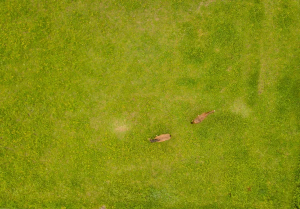 Vista General Los Caballos Sobre Pasto Verde — Foto de Stock