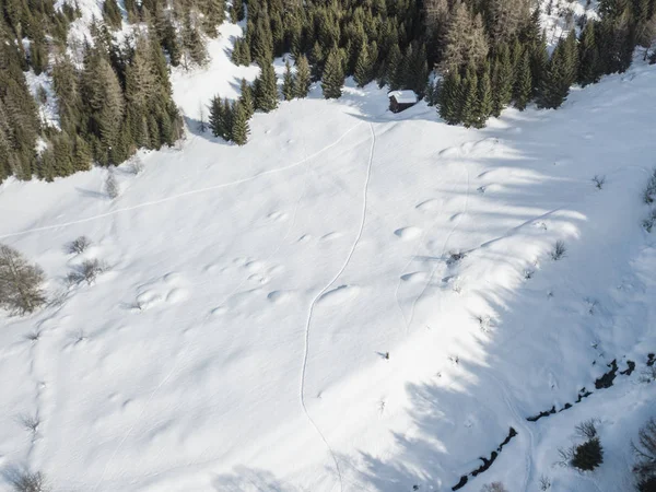 Aerial view of snow covered forest in calm scene