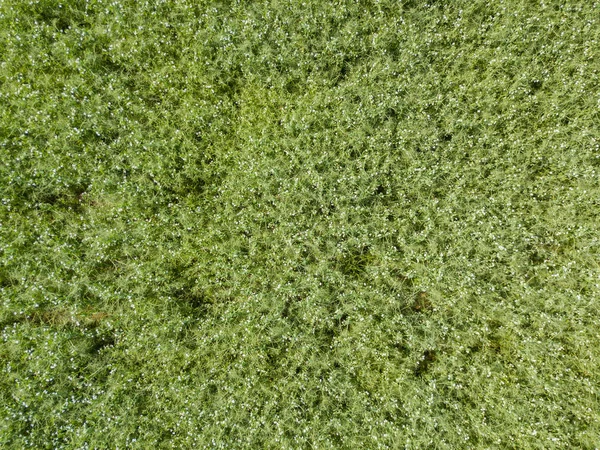 Вид Воздуха Зеленое Поле Весной — стоковое фото