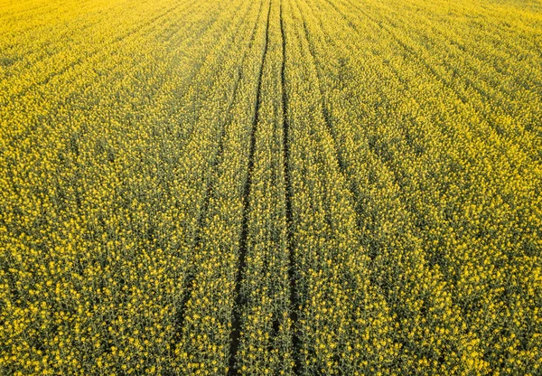 Vista Aérea Campo Colza Amarelo Luz Noite Suíça — Fotografia de Stock