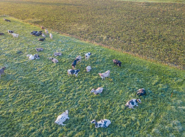 Pemandangan Udara Kawanan Ternak Padang Rumput Hijau Swiss — Stok Foto