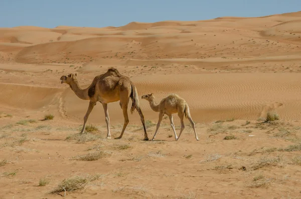 Camelos Caminhando Pelo Deserto Areias Wahiba Omã — Fotografia de Stock