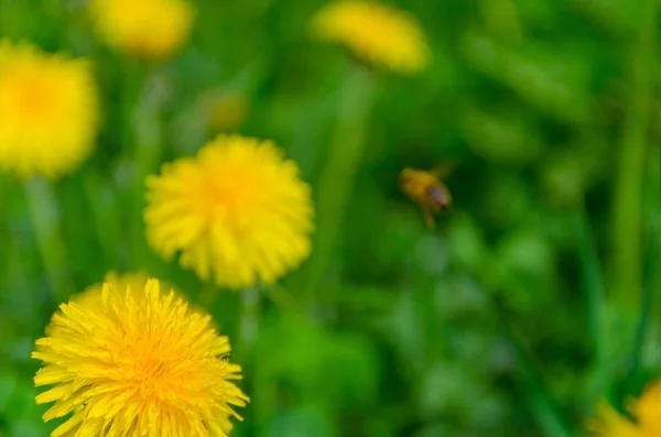 Жовта Квітка Кульбаби Навесні Пишному Зеленому Полі — стокове фото