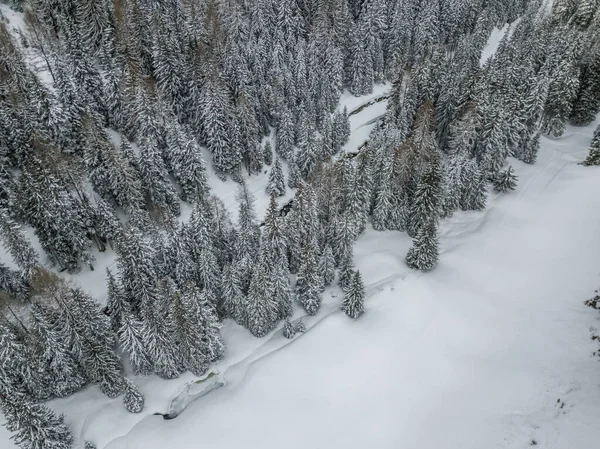 Vista Aérea Abetos Cubiertos Nieve — Foto de Stock