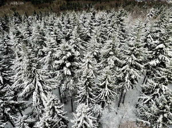 雪の中でモミの木の空中ビュー屋根付きの冬の風景 — ストック写真