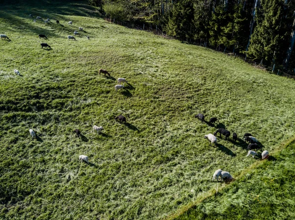 Vista Aérea Del Rebaño Ganado Prado Verde Suiza — Foto de Stock