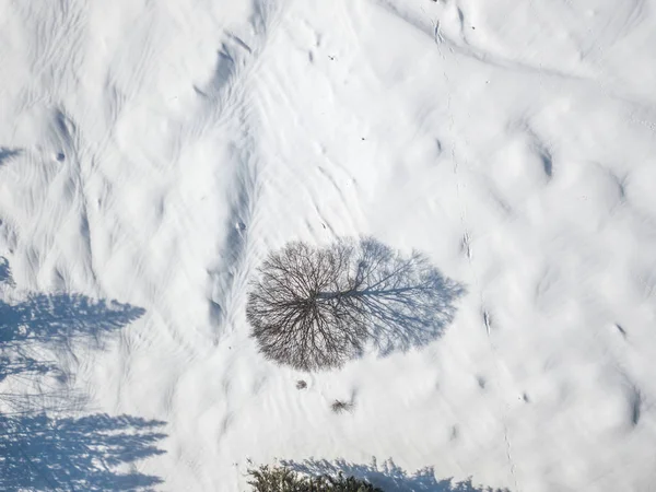 Aerial View Single Isolated Tree Snow Covered Meadow — 스톡 사진