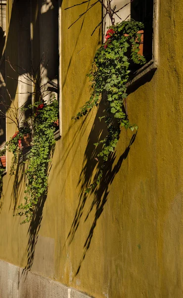 Warm yellow wall with ivy plants