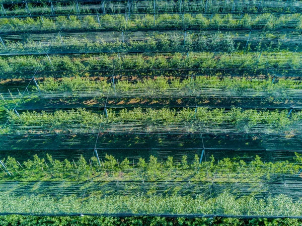 Flygfoto Över Växthus Och Fält — Stockfoto