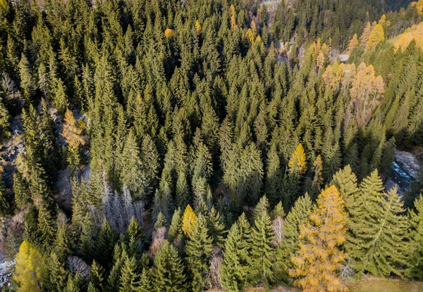 Vista Aérea Árvores Amarelas Outono — Fotografia de Stock