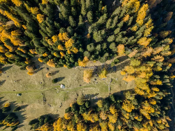 Flygfoto Över Gula Träden Höst — Stockfoto
