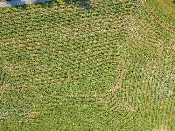 Yeni Kesilmiş Çimen Alanındaki Düzenli Çizgi Deseninin Havadan Görüntüsü — Stok fotoğraf