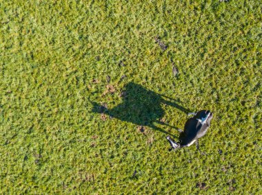 Yeşil otlaktaki ineğin ve gölgenin havadan görünüşü. Hayvan çiftçiliği kavramı.