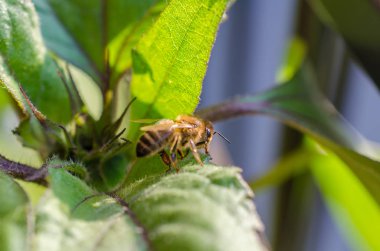 Akşam güneşi altında yeşil yapraklı yabanarısı. Sığ alan derinliği ile kapat