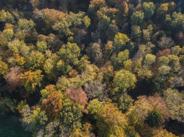 Yukarıdan, İsviçre 'deki ormanın ve açık alanın havadan görüntüsü. Sakin kırsal.