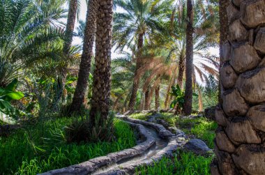 Wild palm trees in plantation in Oman