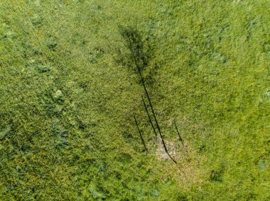 Akşam ışığında yeşil ormanın havadan görünüşü