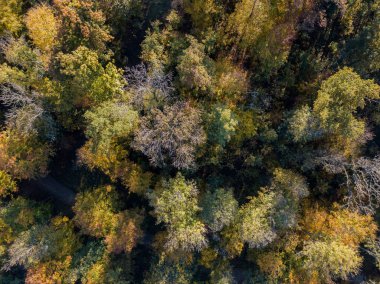 Yukarıdan, İsviçre 'deki ormanın ve açık alanın havadan görüntüsü. Sakin kırsal.