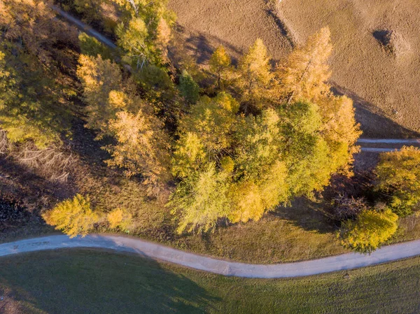 Luftaufnahme Von Bäumen Auf Der Alm Der Schweiz — Stockfoto
