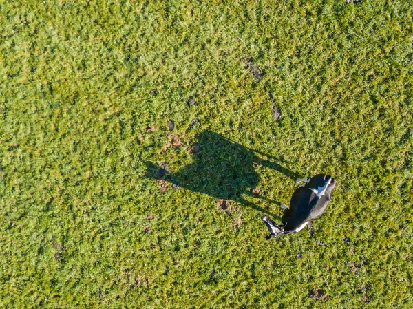 Vista Aérea Vaca Sombra Pastagem Verde Conceito Criação Gado Animal — Fotografia de Stock