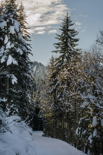 空中的雪景覆盖着平静的森林 — 图库照片