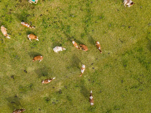 Luftaufnahme Einer Rinderherde Auf Einer Grünen Weide Der Schweiz — Stockfoto