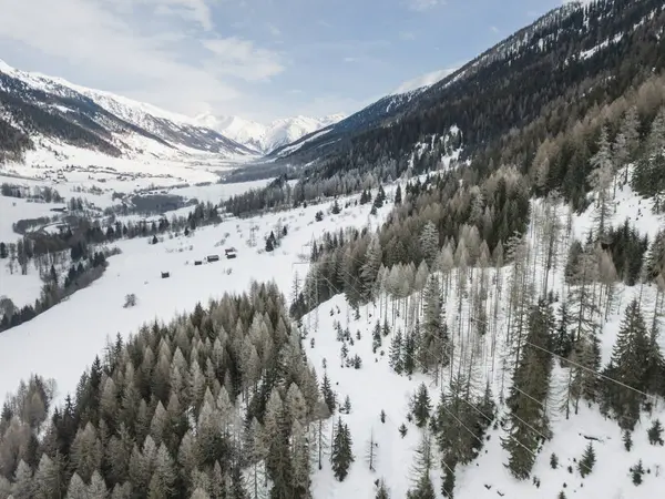 Aerial view of snow covered forest in calm scene