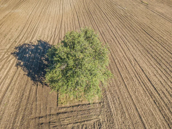 Luftaufnahme Eines Isolierten Grünen Baumes Auf Einem Feldweg — Stockfoto