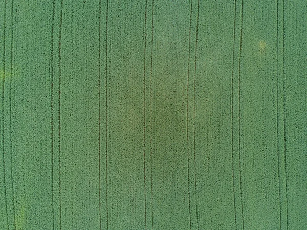 トラクタータイヤトラックと緑のトウモロコシの農地の空中ビュー — ストック写真