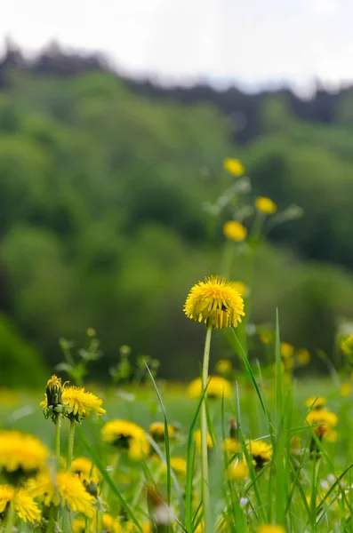 Floare Păpădie Galbenă Primăvara Câmp Verde Luxuriant — Fotografie, imagine de stoc