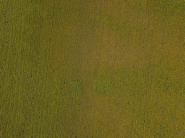 Aerial View Sunflowers Field Switzerland Lots Plants Agricultural Field — 스톡 사진