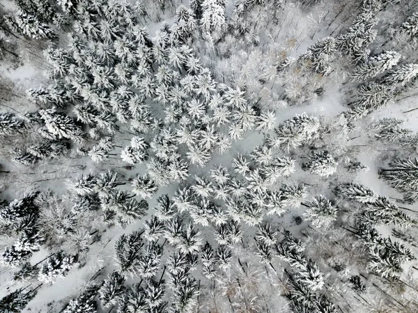 Flygfoto Granar Snötäckt Vinterlandskap — Stockfoto