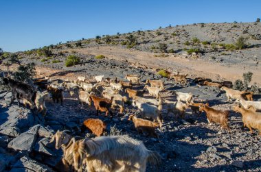 Umman 'da dağlarda yürüyen keçi sürüsü.