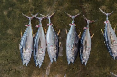 Japon balık pazarına ton balıklı genel bakış.