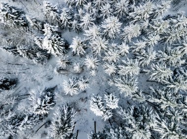 Kardaki köknar ağaçlarının hava manzarası kışı kaplamıştı.