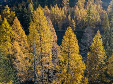 Sonbaharda sarı ağaçlarının havadan görünümü