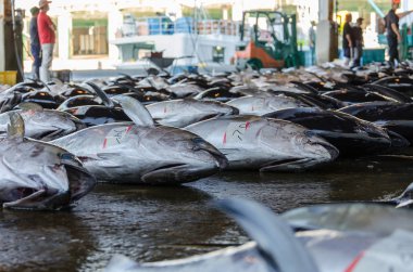 Japon balık pazarında yerdeki bir salonda duran ton balığı. 