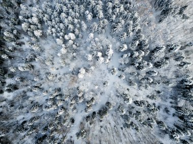 Kardaki köknar ağaçlarının hava manzarası kışı kaplamıştı.