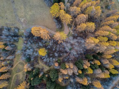 Sonbaharda sarı ağaçlarının havadan görünümü