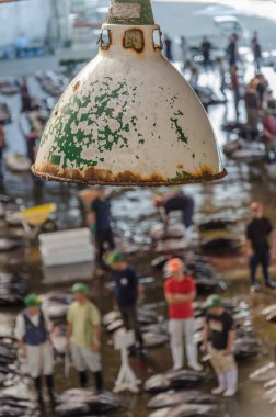 Paslı lamba, sığ sularda geleneksel Japon balık pazarının üstünde.