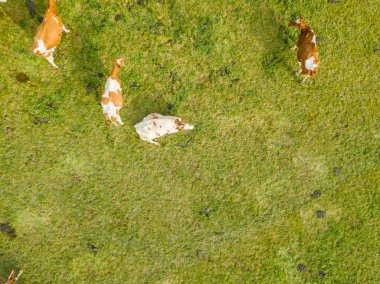 İsviçre 'deki yeşil çayır üzerindeki sığır sürüsünün havadan görünüşü