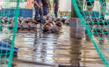 View between green fish net on traditional japanese fish market