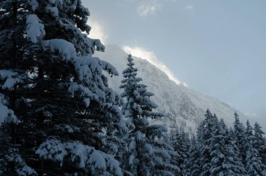 Kardaki köknar ağaçlarının hava manzarası kışı kaplamıştı.