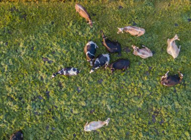 İsviçre 'deki yeşil çayır üzerindeki sığır sürüsünün havadan görünüşü